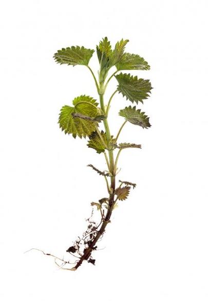 جذر نبات القراص - أحد مكونات صيغة TestoUltra