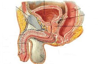 موقع Ji Point in Men