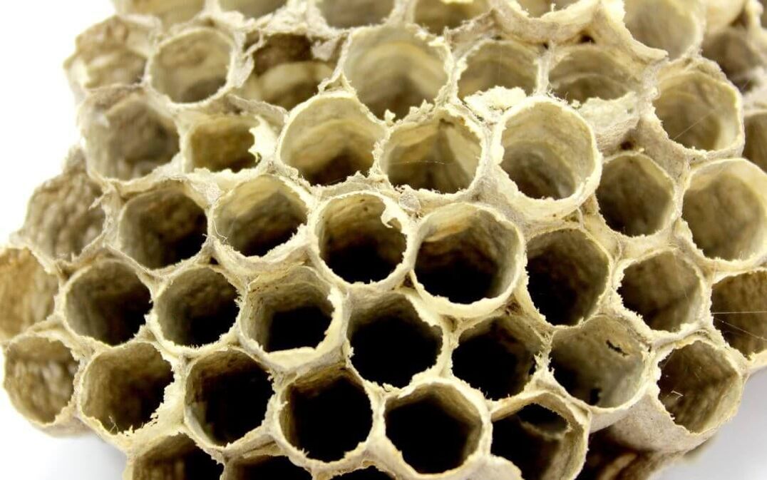 غراء النحل لزيادة الفاعلية